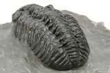 Phacopid (Adrisiops) Trilobite - Jbel Oudriss, Morocco #222408-5